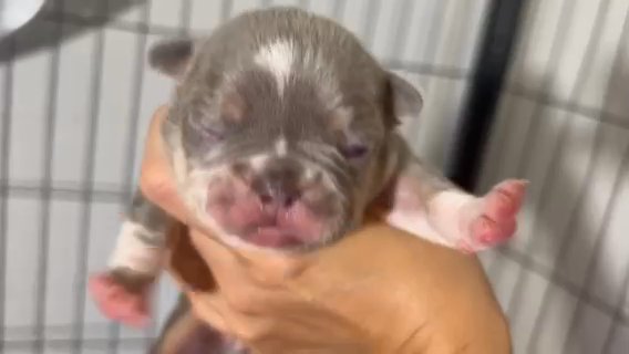 Female French Bulldog in West Point, Utah