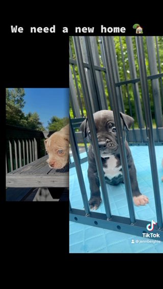 ABKC American Bullies in New Philadelphia, Ohio