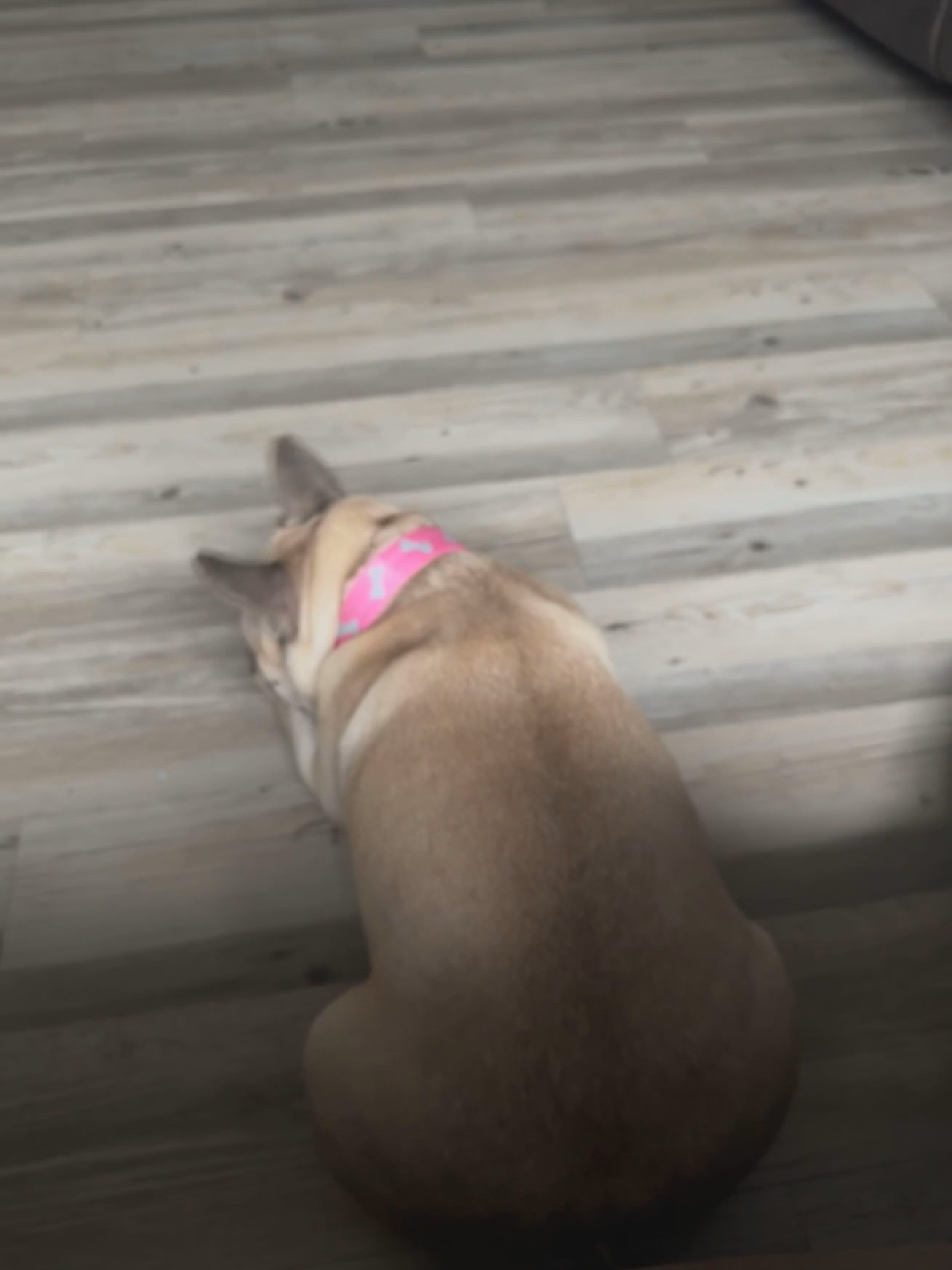 Female Adult French Bulldog in Orlando, Florida