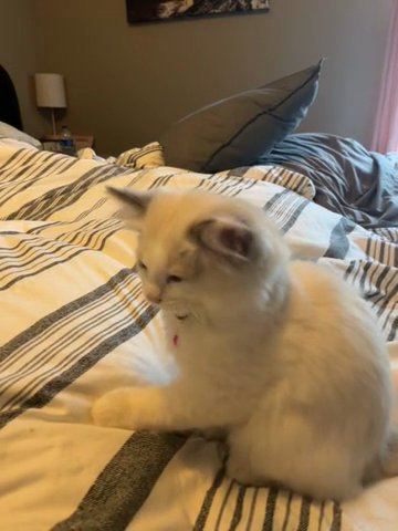 Female Ragdoll Kitten in Hilton Head Island, South Carolina
