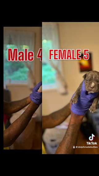 American Bully Puppies in Washington, District of Columbia