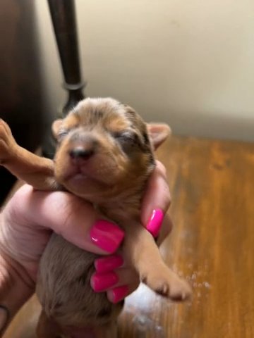 Chocolate Merle Yorkie in Cleveland, Tennessee