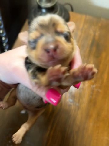 Chocolate Merle Yorkie in Cleveland, Tennessee