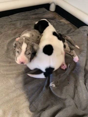 D’Gaia X Zane litter in Lexington, North Carolina