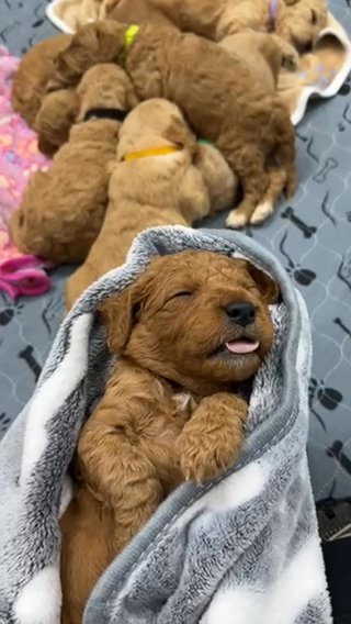 Mini Golden Doodles in Billings, Montana