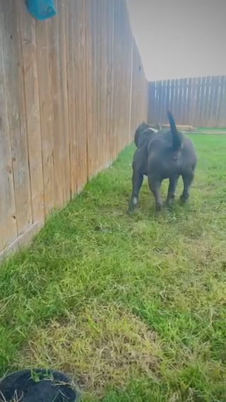 American Bully (Male) in Austin, Texas