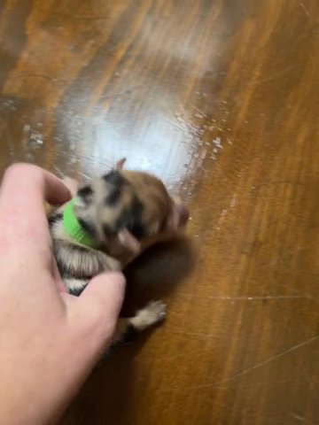 Chocolate Merle Yorkie in Cleveland, Tennessee