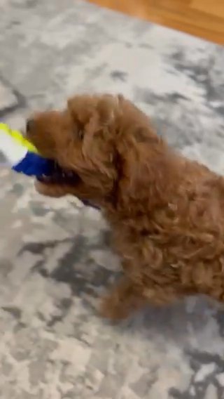 Amazing Dog All Around! Very Loving And Loves To Play Around in New York City, New York