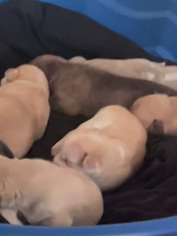 Pit-sky Puppies in Camden, New Jersey
