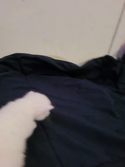 white female kitten in Fountain Valley, California
