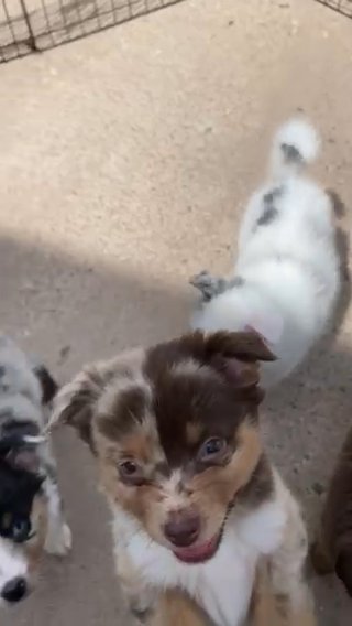 Mini Australian Shepard Puppies in Colorado Springs, Colorado