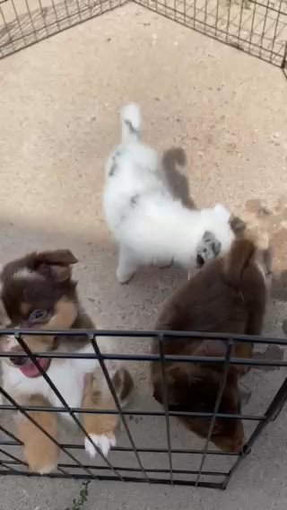 Mini Australian Shepards in New York City, New York