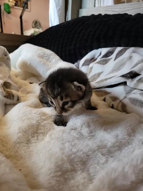 Maine Coon kitten in Fountain Valley, California
