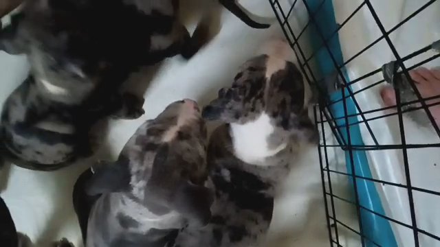 XL American Bully puppy in State College, Pennsylvania