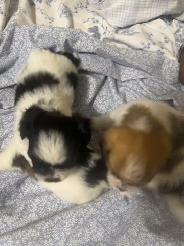 Puppies For Sale in Newark, New Jersey