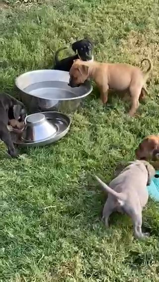 American Bully Puppy Play Day in Dallas, Texas