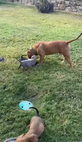Pups in Dallas, Texas