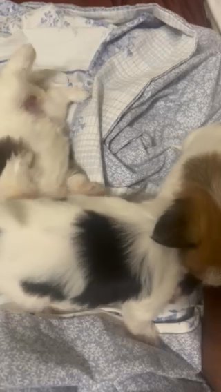Puppies For Sale in Newark, New Jersey