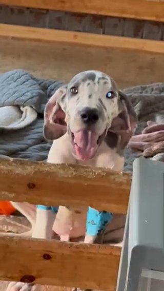 Blue Harlequin Male Great Dane in Lexington, North Carolina