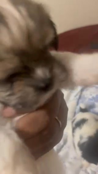 Puppies For Sale in Newark, New Jersey