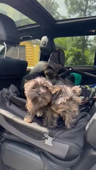 Dark Yorkie Puppies in Fishers, Indiana