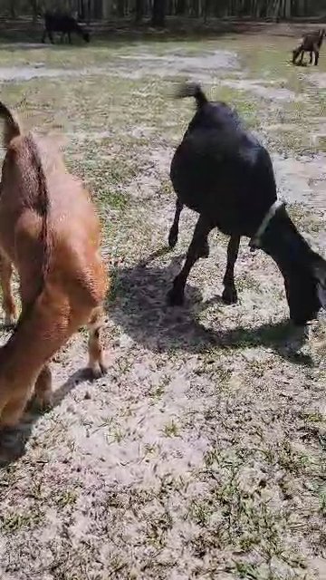 Goats in Sebring, Florida