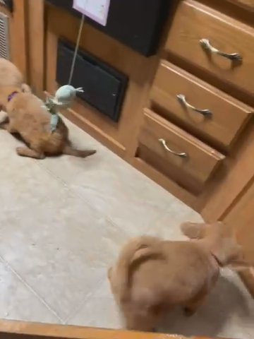 Golden Retrievers in Los Angeles, California
