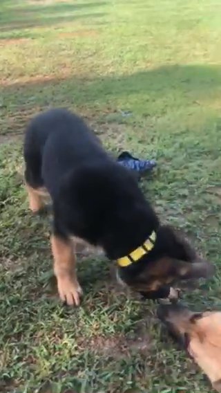 German Shepherd 2 Females in Wake Forest, North Carolina