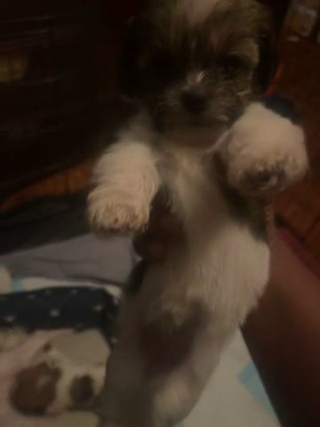 Puppies For Sale in Newark, New Jersey