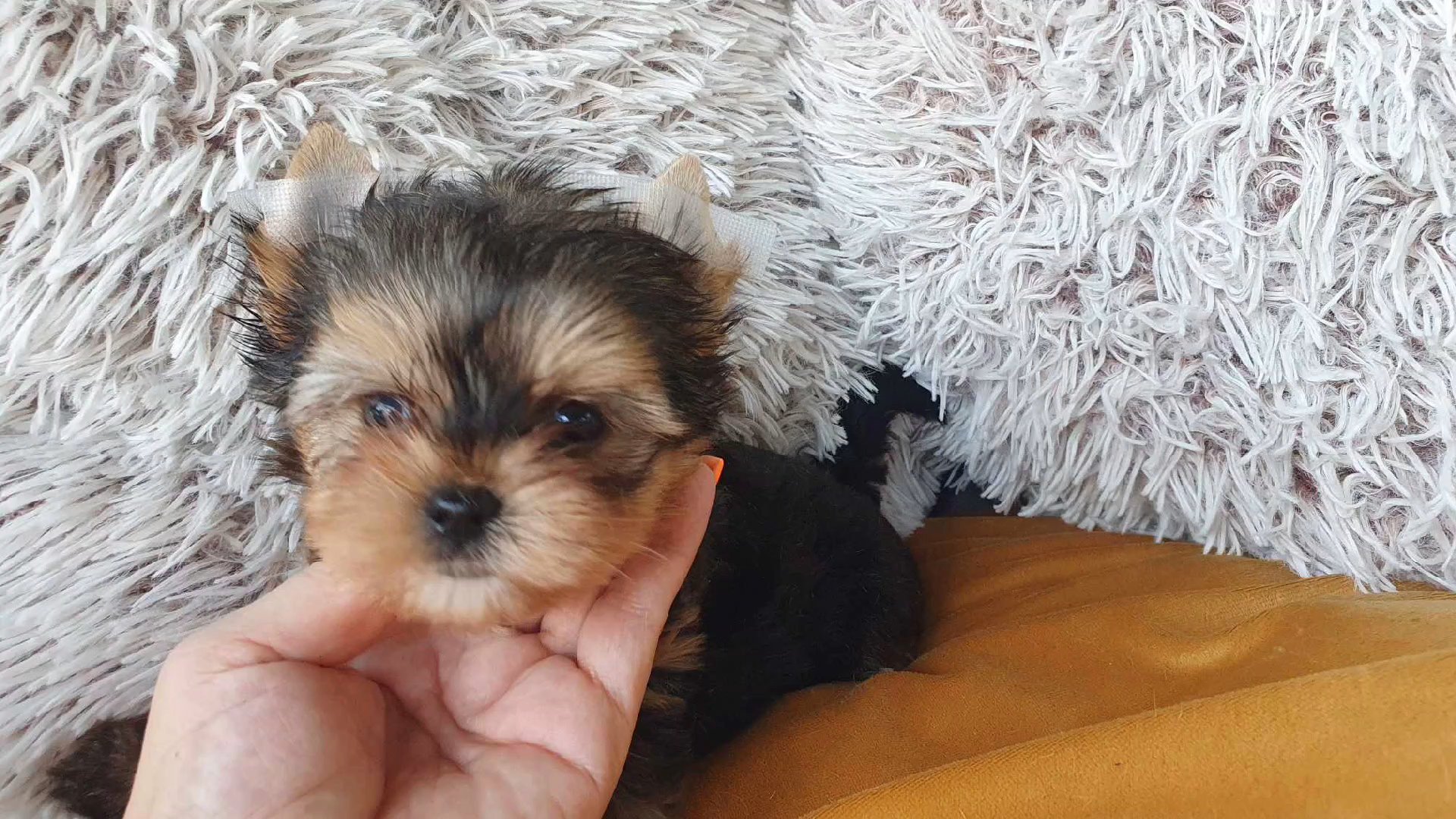 Tiny Callie in Chicago, Illinois