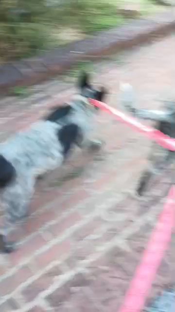texas heelers in Alabaster, Alabama