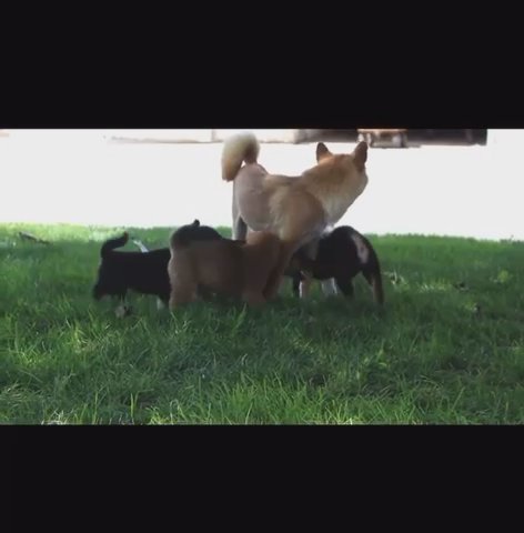 Shiba Inu Puppy in New York City, New York