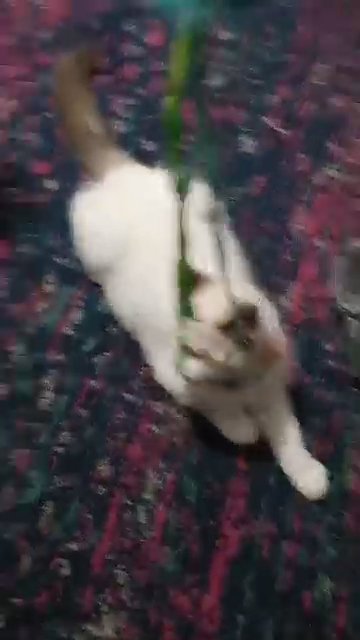I have ragdoll cats for sale, male and female, two months old. The price is $500 in Erie, Pennsylvania
