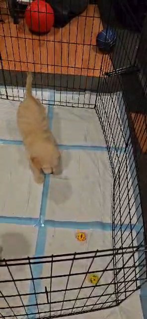 Goldendoodles in La Habra, California