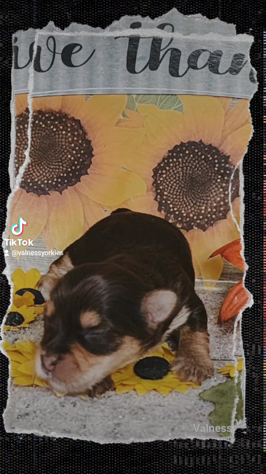 Ulysses AKC in Washington, District of Columbia