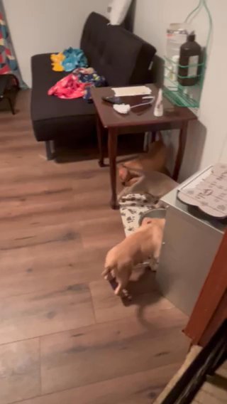 American Bully Pups For Sale in Kinston, North Carolina