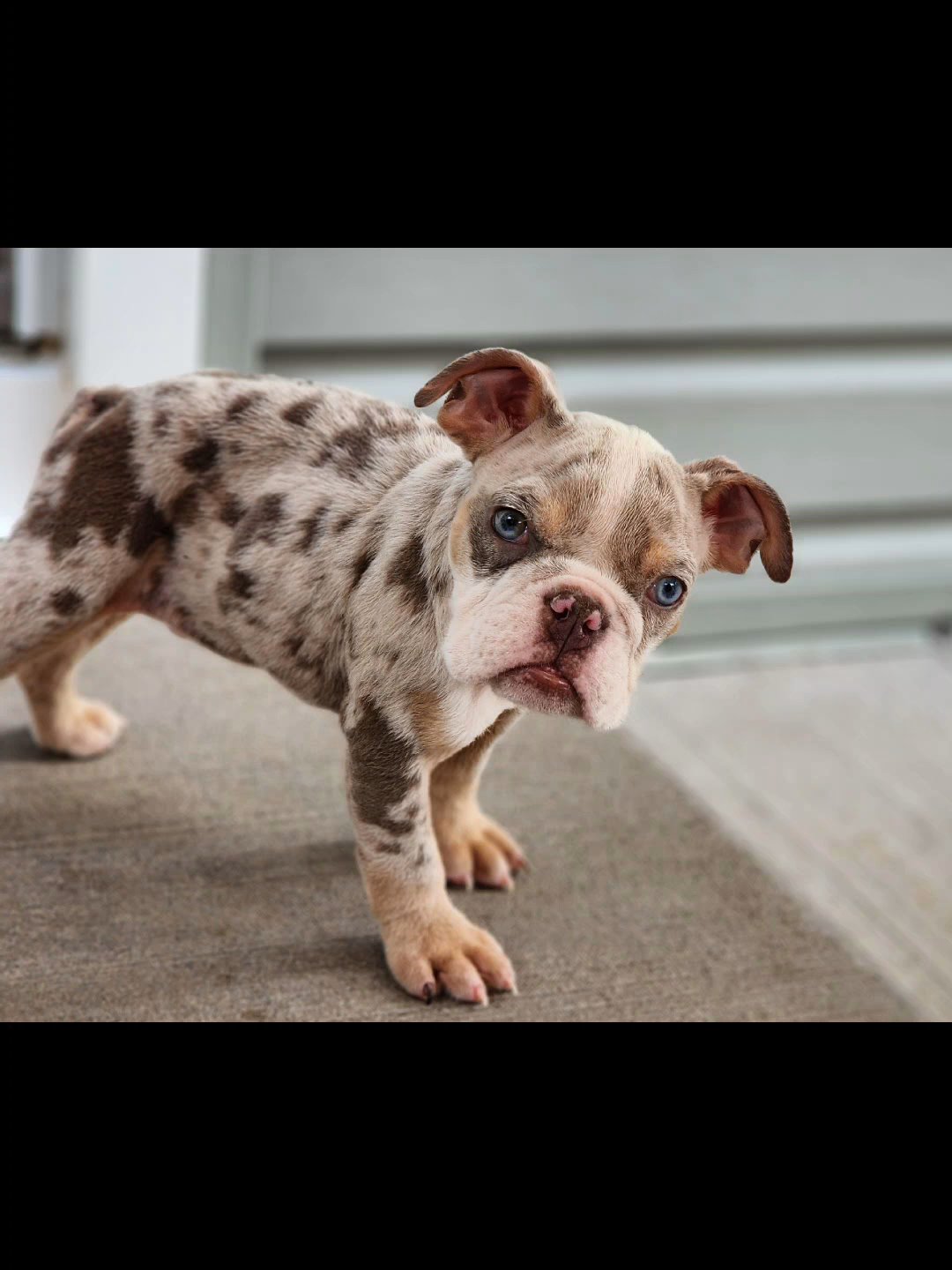 Lilac merle in Chicago, Illinois