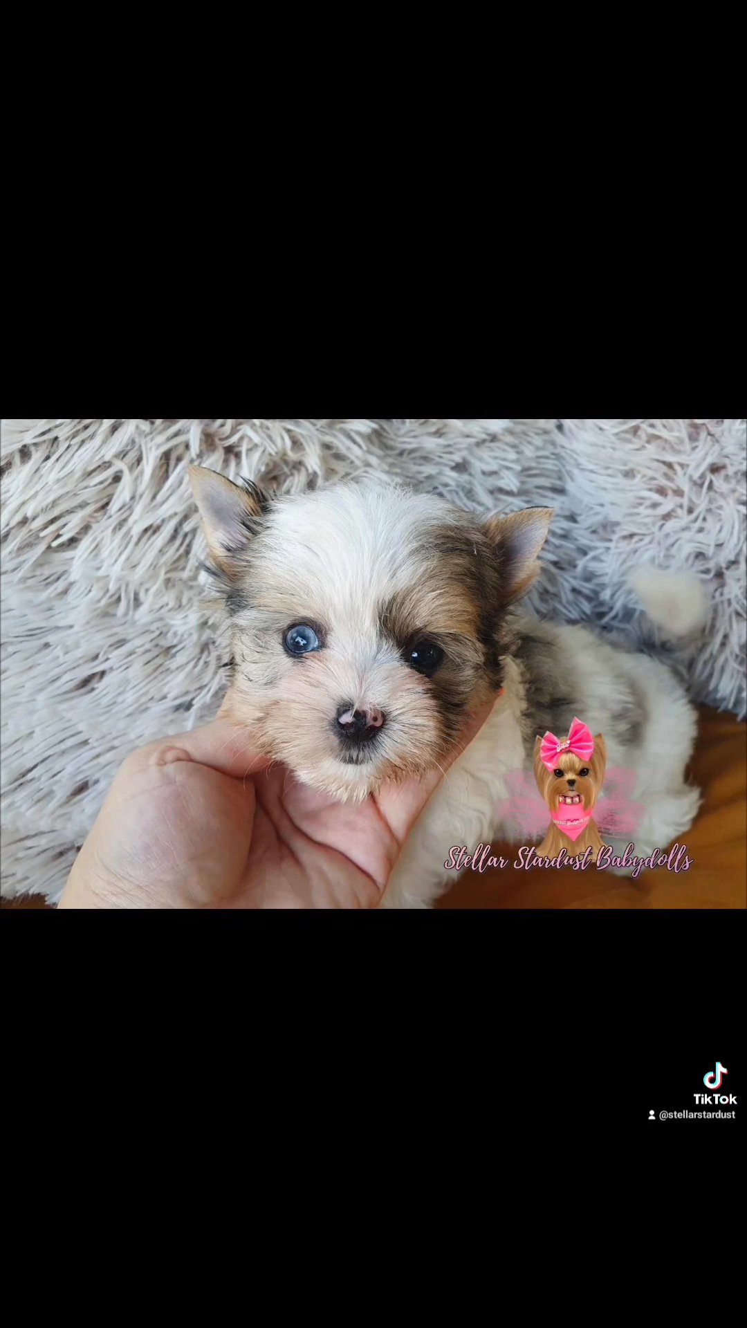 Tiny Cassie in Chicago, Illinois