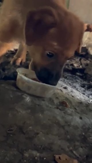 Abandoned Puppy Needs A New Home in Humble, Texas