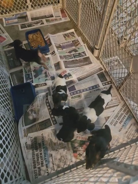 Adorable Chiwennie puppies in Nashville, Tennessee