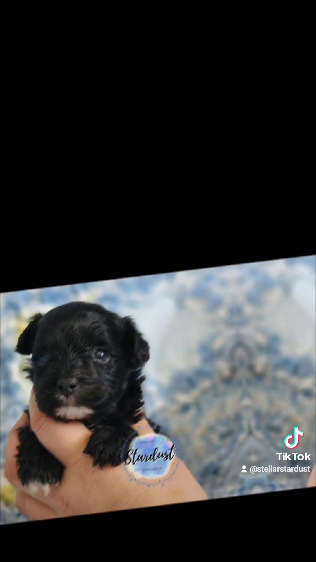YorkiPoo litter in Chicago, Illinois