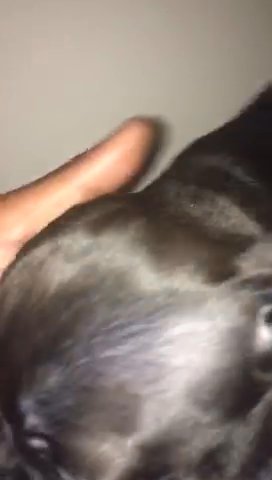 3 Month Old Pup American Pocket Bully in Beaumont, Texas