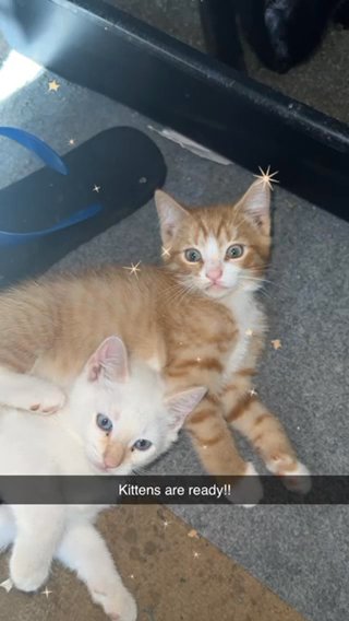 Ginger Kittens And White Females Two Different Liters Same Dad! in Washington, District of Columbia