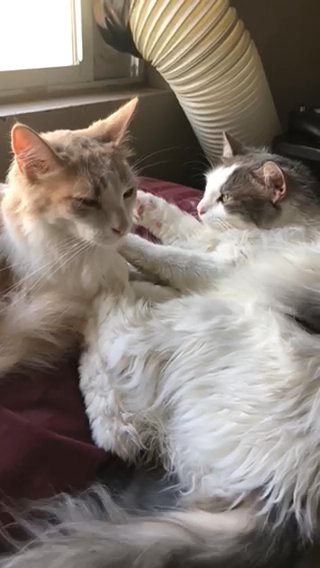 Looking to Rehome in Murrieta, California