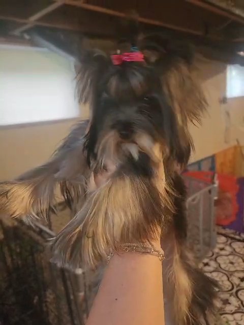 akc female yorkie in Charleston, West Virginia