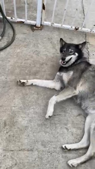 Husky in South Gate, California