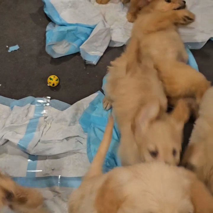 Adorable Goldendoodles in La Habra, California
