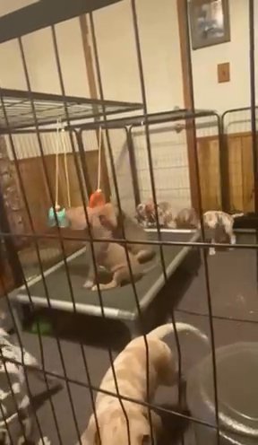Great Dane Puppies in Anderson, South Carolina