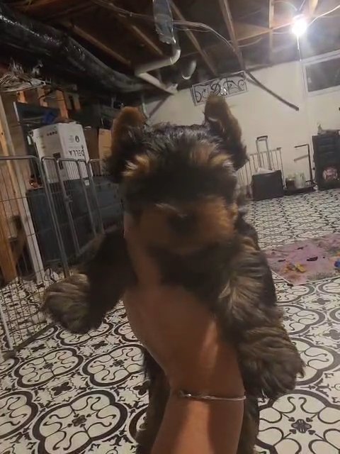 akc champion sired yorkie male in Charleston, West Virginia