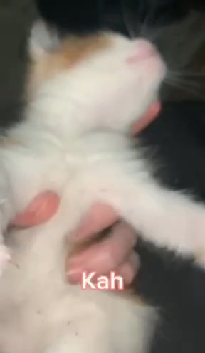 Cute Kitttens in Carthage, Missouri